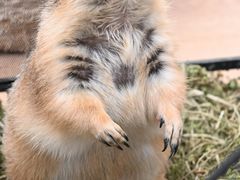 -有猫主题·治愈系猫咖(曾厝垵店)