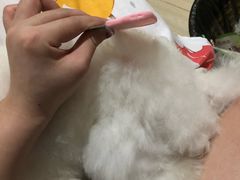 -家有小宠宠物美容(双楠街店)