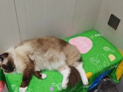 -东莞宠友24H宠物中心医院·转诊夜诊·异宠(新河北路院)