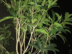 -志龙皇冠吃货椰子铺