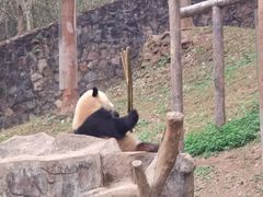 -都江堰中华大熊猫苑
