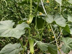 -庞各庄翠芳园西瓜蔬菜基地采摘园