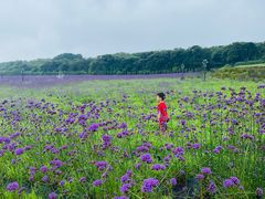-济州森林小火车生态公园