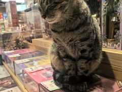 -猫的天空之城概念书店(丽江古城饮玉巷店)