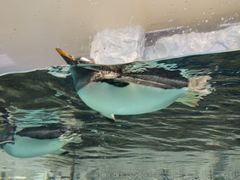 -成都浩海立方海洋公园