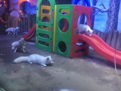 -芜湖新华联大白鲸海洋公园