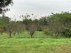 -秦始皇帝陵博物院-丽山园