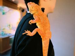 -帕帕拉兹宠物(亚洲旗舰店)