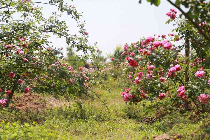 洛莎玫瑰园-"忠告:一定要在五月份左右去,现在二月份没.