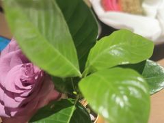 -佐度王子扒房(爱建卓展店)