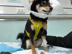 -达爱动物医院·犬猫分区·CT·复杂眼科(远洋山水分院)