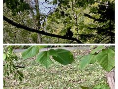 -黑龙江省森林植物园