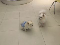 -怪兽屋·羊驼·猫咖·狗咖(俊华广场店)