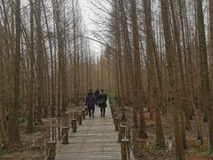 -桤木河湿地公园