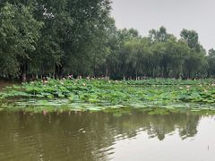 -东郊湿地公园