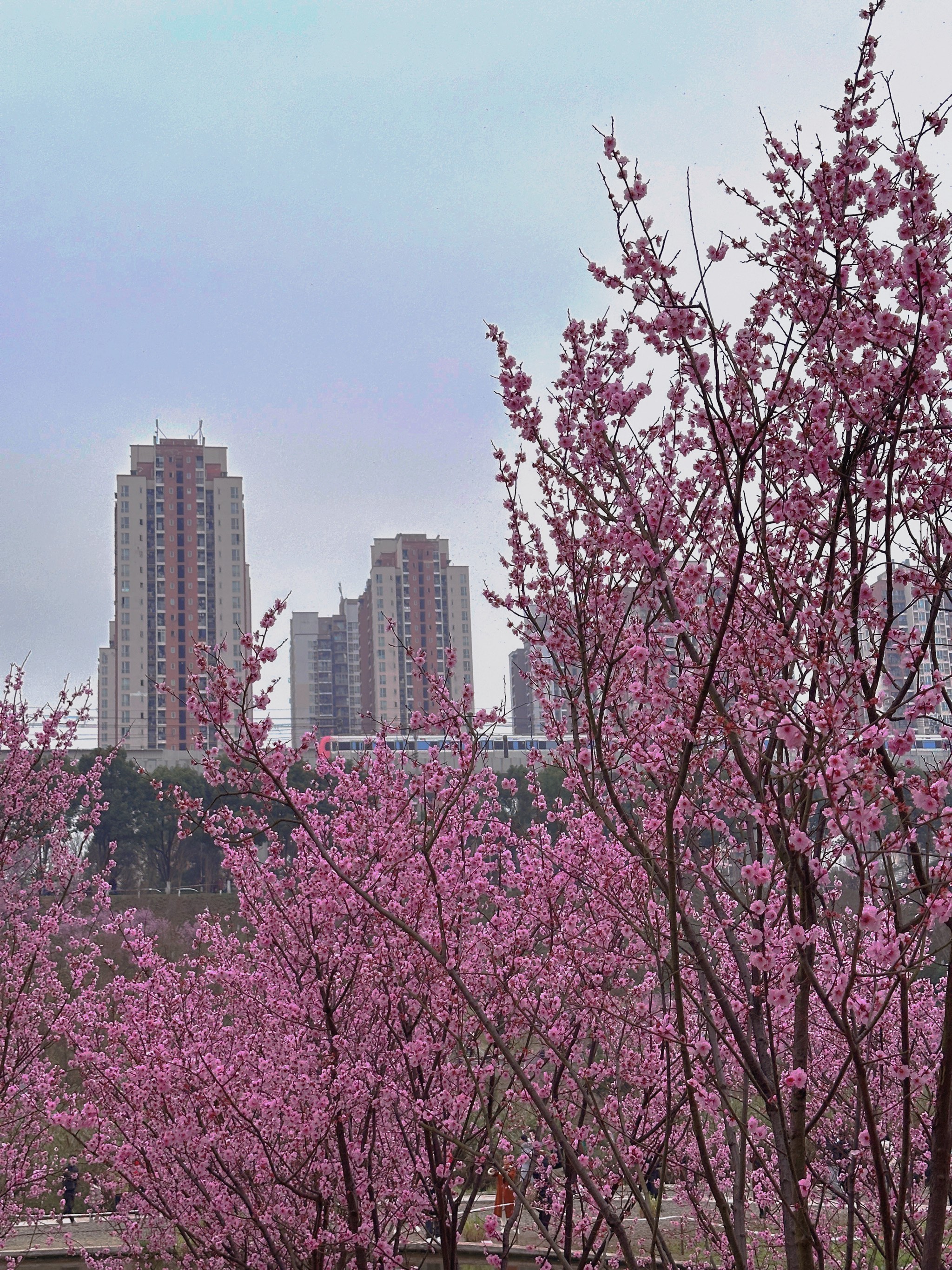 渝北康庄桃花图片