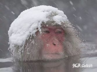 由于天数实在有限，额外增加两天才能实现看雪猴泡温泉～