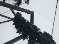 -飞天翼龙