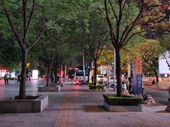 -三里屯东五街银杏大道