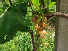 -马陆小张葡萄园农家乐