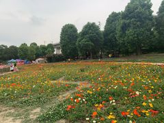 -秀丽东方