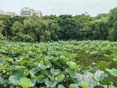 -厦门悦华酒店