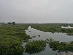 -北海金海湾红树林生态旅游区