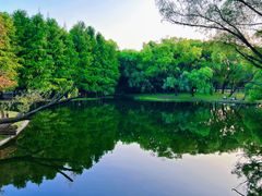 -上海共青森林公园