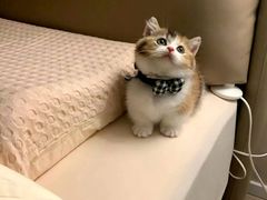 -翊宠yipet猫狗购宠庄园犬舍•猫舍