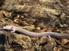 -波斯托伊纳溶洞