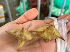 -七的湖·晚芳亭·阳澄湖农家菜·大闸蟹(莲花岛店)
