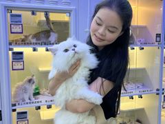 -小猫来了·猫舍(红山六九七九店)