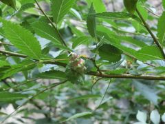-碓臼峪自然风景区