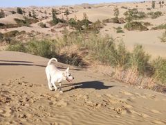 -亿利库布其七星湖沙漠生态旅游区