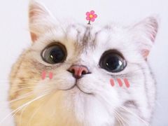 -一鼎牛鲜活牛肉城(晋江海峡国际食品城店)