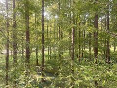 -黄海国家森林公园