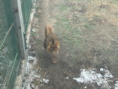 -新疆天山野生动物园