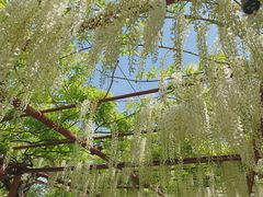 -嘉定紫藤园
