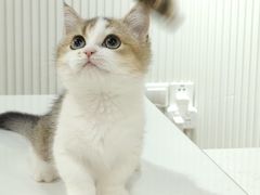 -三花喵·撸猫购宠·宠物生活馆(虹桥南丰城店)