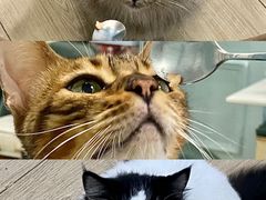 -安格丽娜·狗咖·猫咖羊驼咖(春熙路百盛商场店)