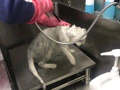 -圣宠动物医院·犬猫专科·影像中心·外科中心