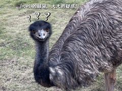 -灵玲国际马戏城