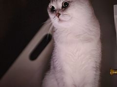 -唐小姐の猫狗洗护·购宠旗舰店(周浦万达店)