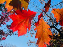 -国家植物园南园