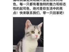 -翊宠yipet猫狗购宠庄园犬舍•猫舍