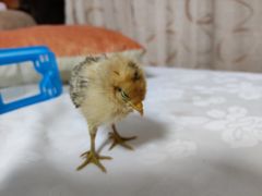 -丽泽山庄·生态怀柔菜·虹鳟鱼(红螺寺店)