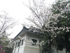 -武汉大学-樱园