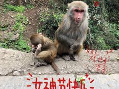 -黔灵山公园