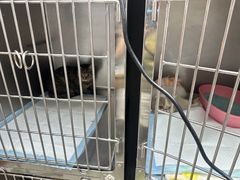 -纳吉亚猫专科动物诊疗中心(蒋宅口分院)