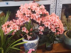 -双季花艺园艺市场(浦东店)